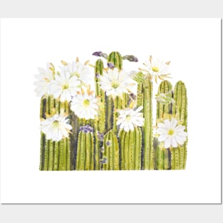 white cactus flowers watercolor Posters and Art